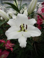 [5217 Genzano VZ No02.JPG]